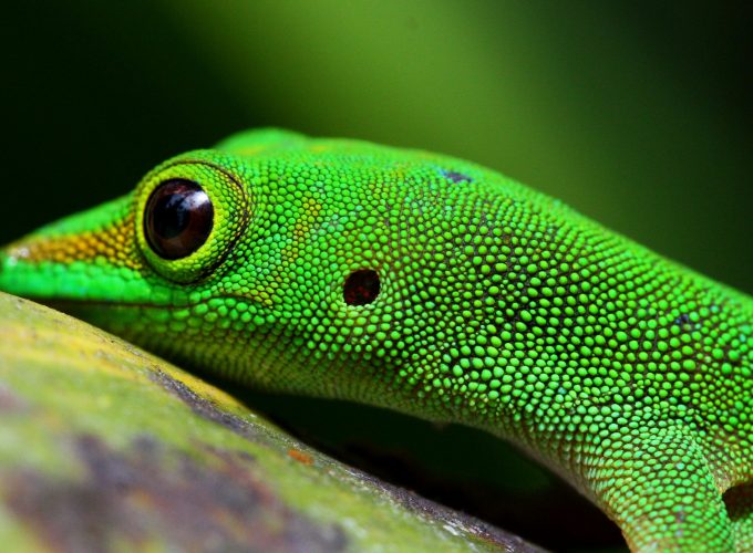 Wallpaper Gecko, reptile, green, 4k, Animals 975077140
